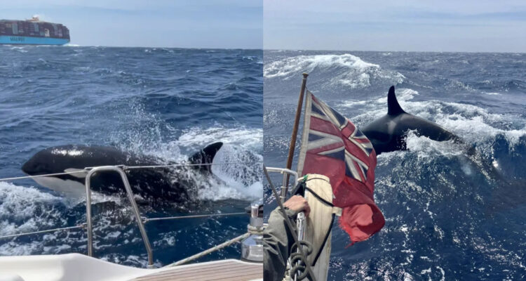 Orcas atacan la embarcación de una pareja británica