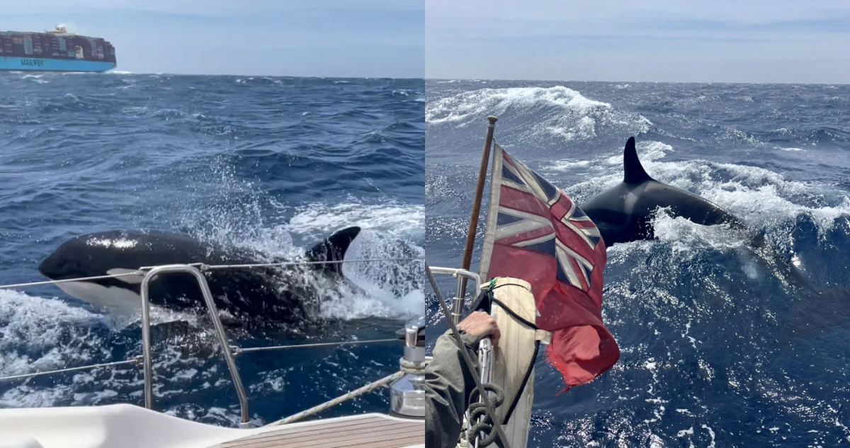 Orcas atacan la embarcación de una pareja británica