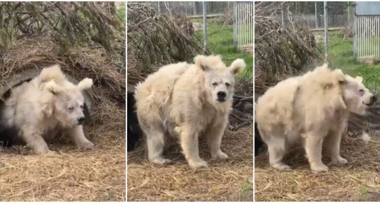 Captan un oso despertando de su periodo de hibernación