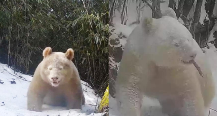 Oso panda albino