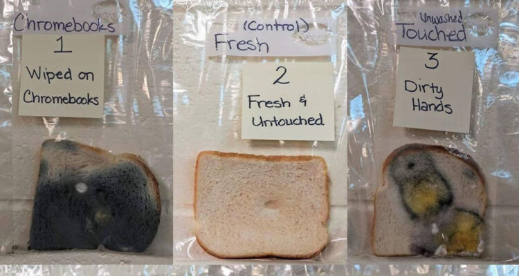 Fotografías de las rebanadas de pan de molde, algunas tocadas con manos sucias.