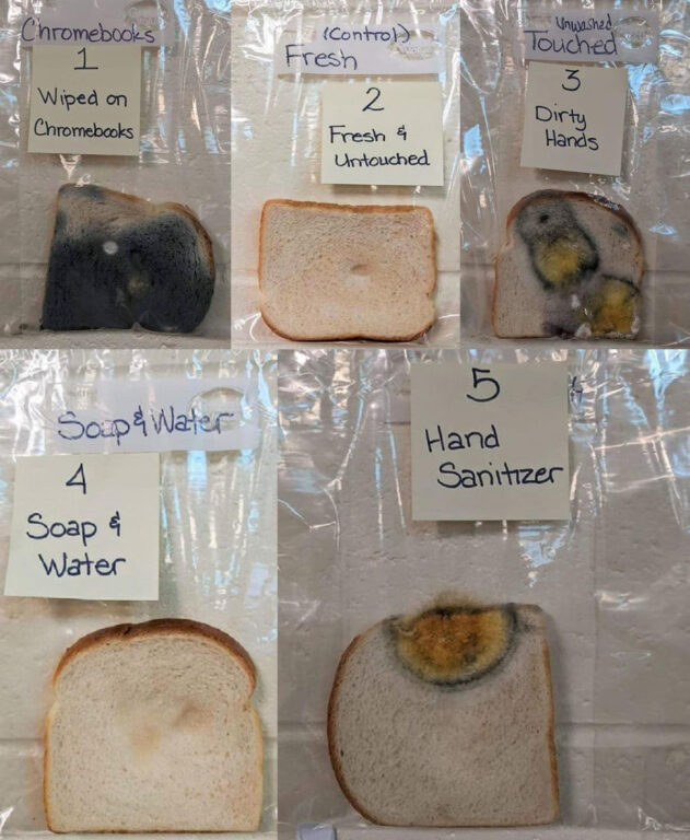 Cinco de los panes presentados en el experimento, algunos visiblemente infectados con sólo ser tocados por manos sucias. 