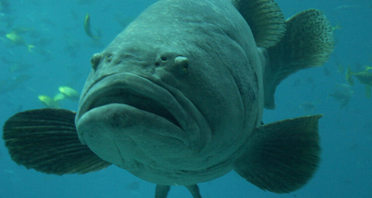 Los hallazgos, según los cuales los peces crecerán más y vivirán menos a causa del calentamiento global, contradicen algunas predicciones.