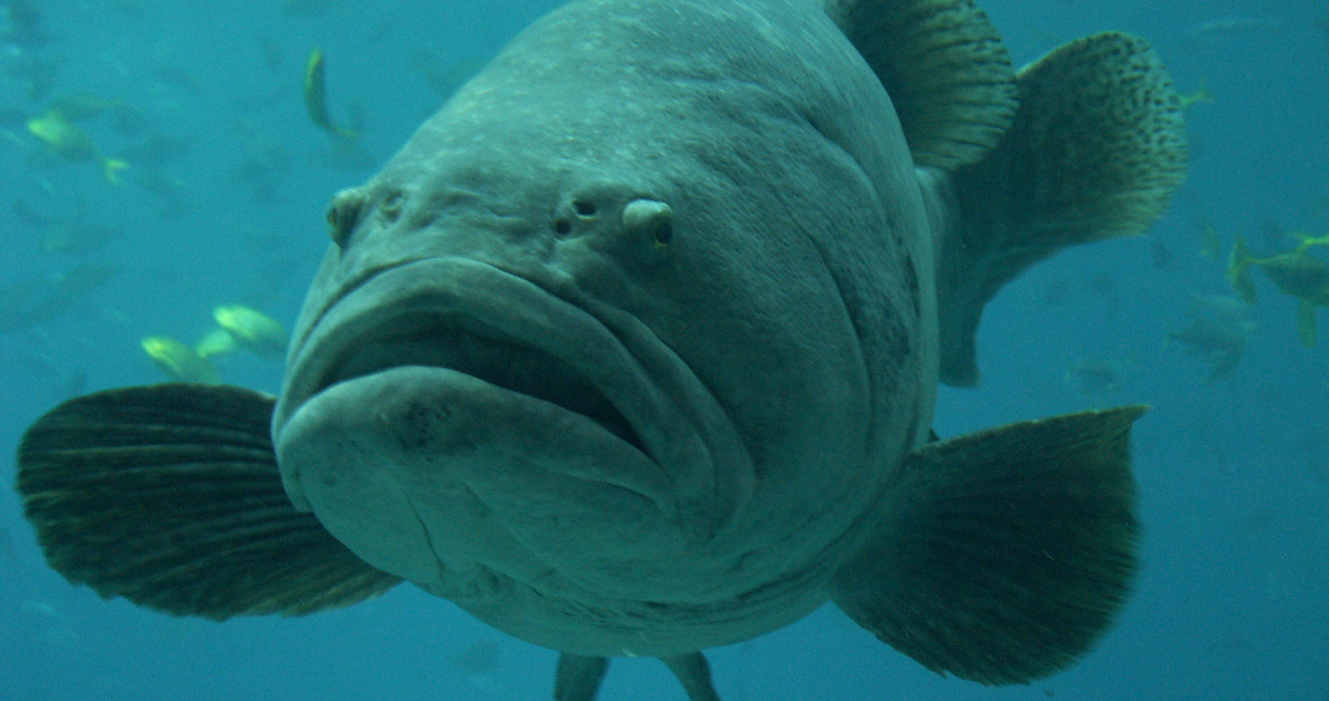 Los hallazgos, según los cuales los peces crecerán más y vivirán menos a causa del calentamiento global, contradicen algunas predicciones.