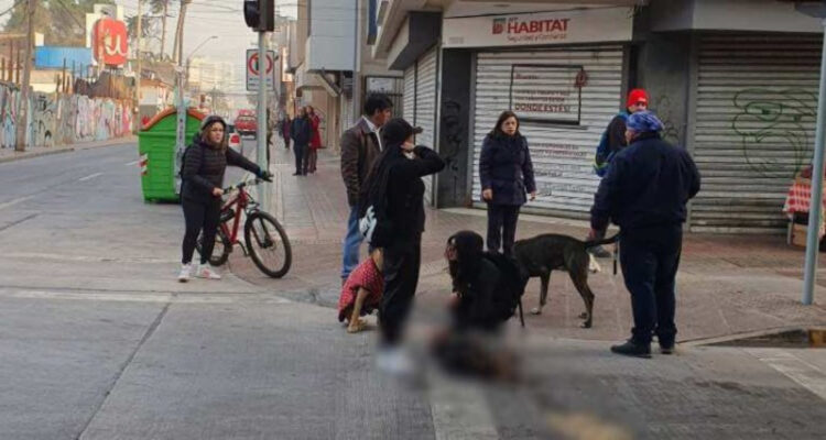 Dos perritas habrían sido lanzadas de un edificio: investigan maltrato animal en Copiapó
