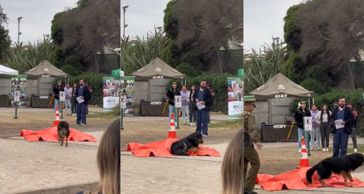 Perrito irrumpió en ejercicio de Carabineros