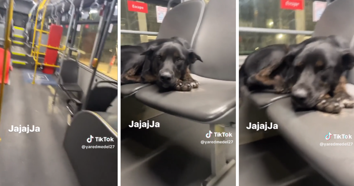 Perrito que se quedó dormido en micro y fue descubierto por el micrero