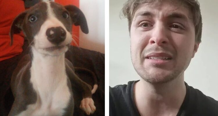 El youtuber Dalas recibió una inédita sentencia judicial en España en medio de su disputa por el supuesto perro fallecido Dargos