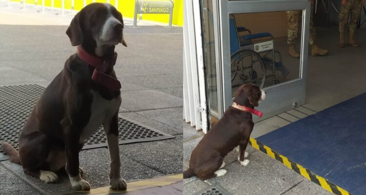 Alcalde de Maipú busca a votante que olvidó a su perro en local de votación