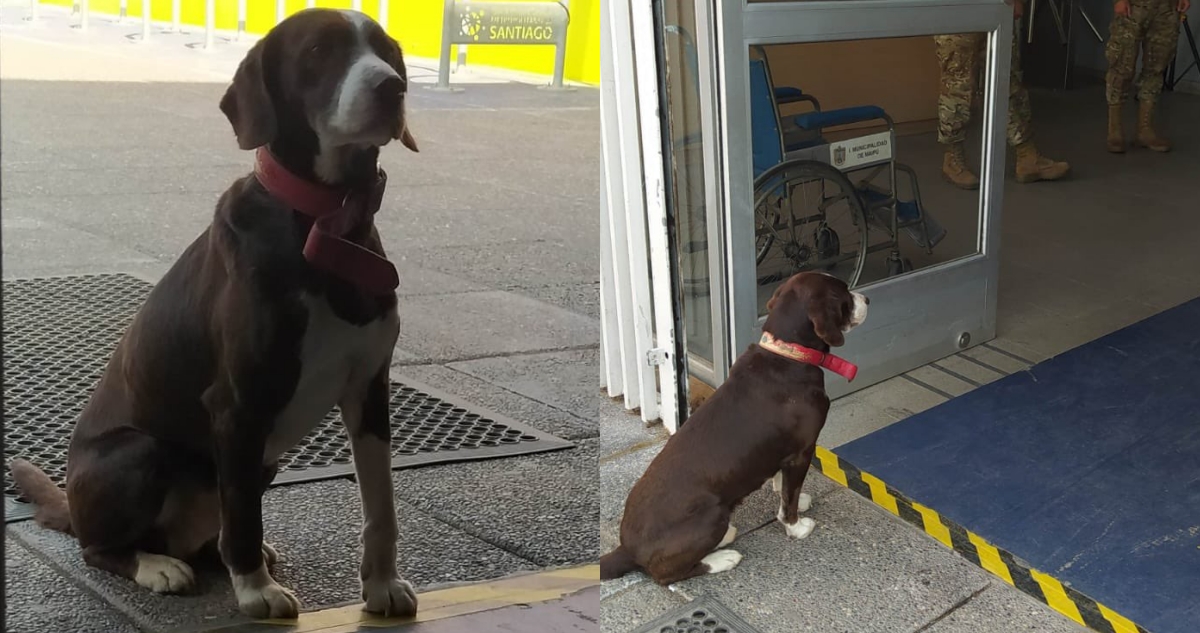 Alcalde de Maipú busca a votante que olvidó a su perro en local de votación