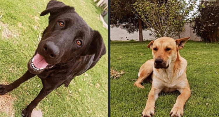 Perros supuestamente asesinados en Universidad del Alba