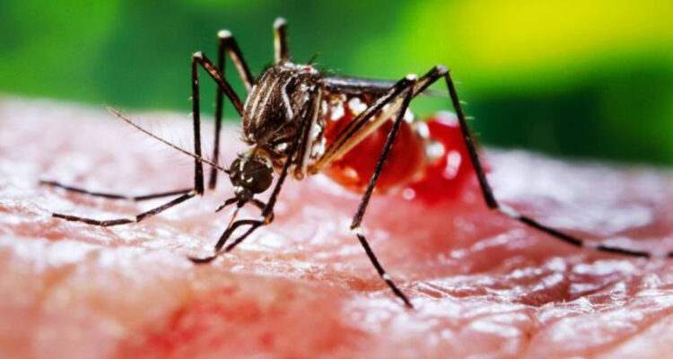 Perú sufre el peor brote de dengue de este siglo: casi 80 personas muertas