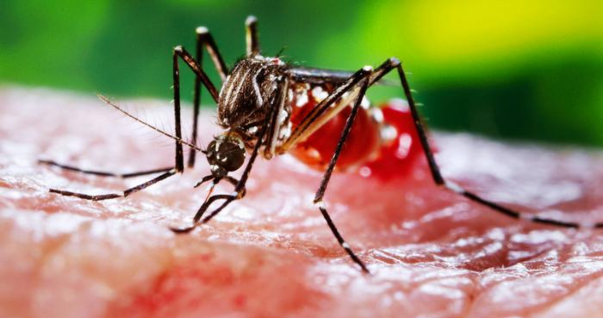 Perú sufre el peor brote de dengue de este siglo: casi 80 personas muertas