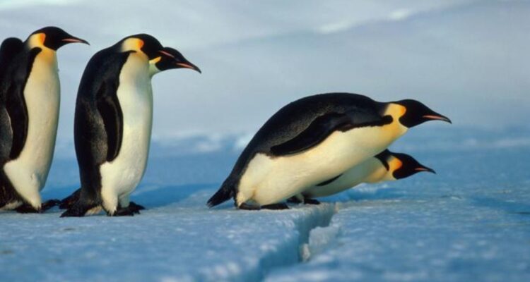 El pingüino emperador puede desaparecer en 2100