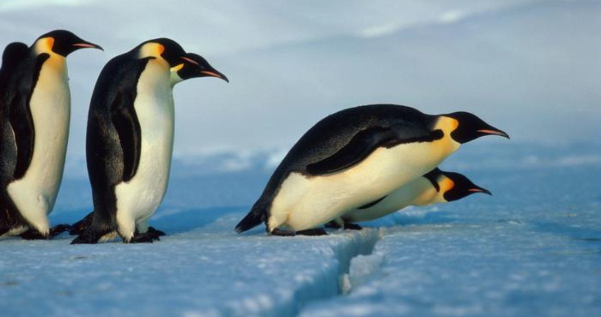 El pingüino emperador puede desaparecer en 2100