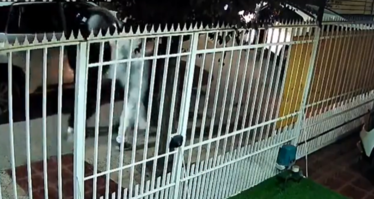 Carabinero frustró a tiros un portonazo que afectaba a su vecino en Quilicura