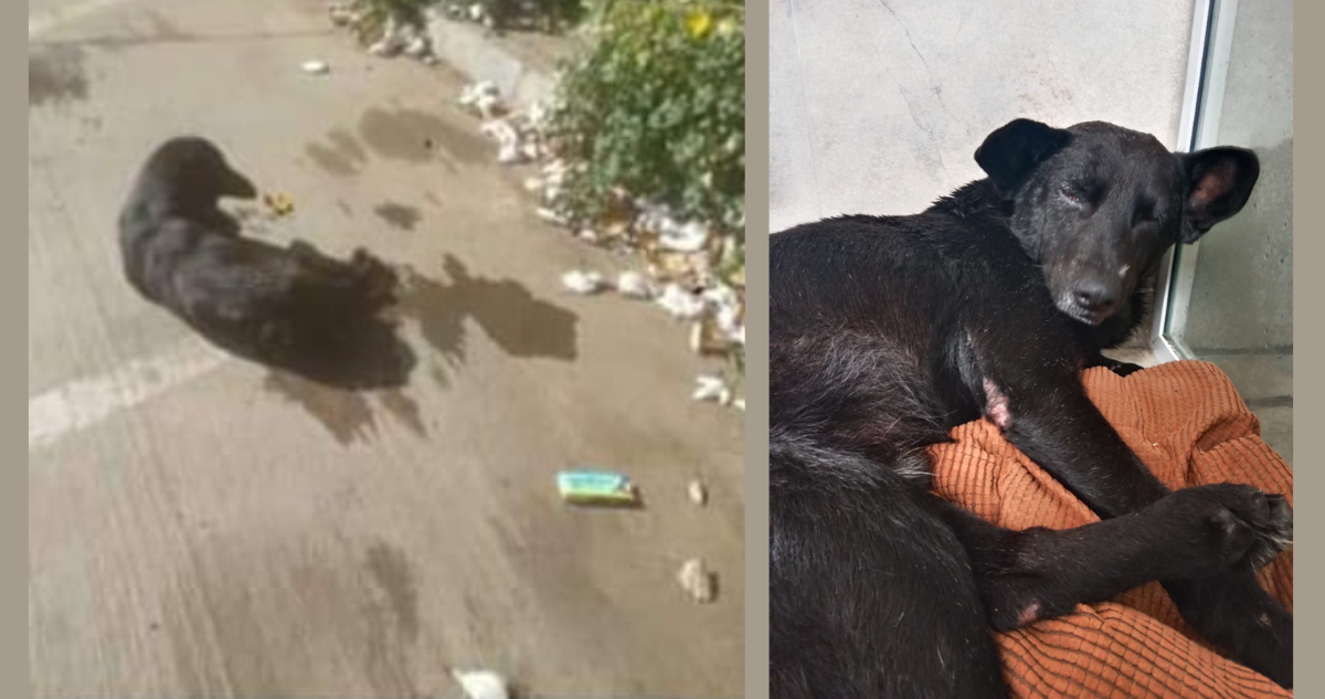 Vecinos acusan posible caso de zoofilia en Valparaíso: hallaron a perrito con heridas críticas