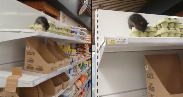 Rata en supermercado Unimarc
