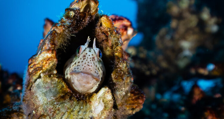 Los refugios marinos son pequeñas áreas protegidas de 15 hectáreas donde los pescadores de cinco caletas en Chile decidieron no extraer ningún recurso.