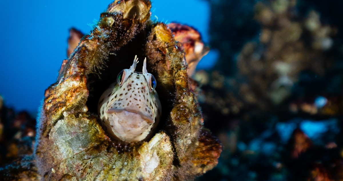 Los refugios marinos son pequeñas áreas protegidas de 15 hectáreas donde los pescadores de cinco caletas en Chile decidieron no extraer ningún recurso.