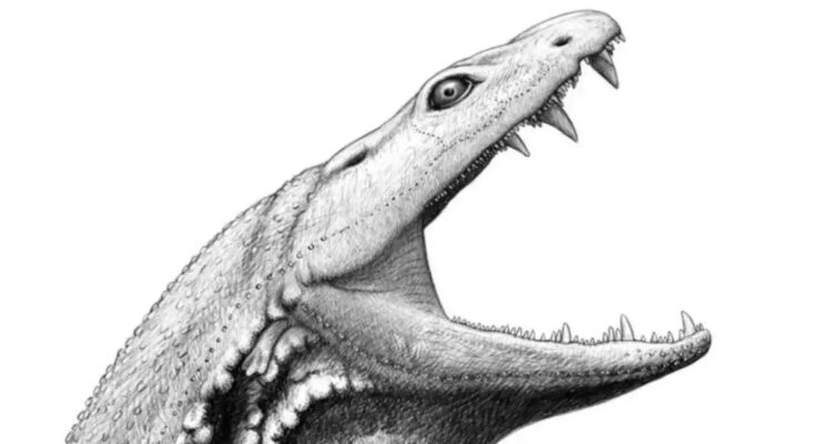 El cráneo del “renacuajo del infierno”.