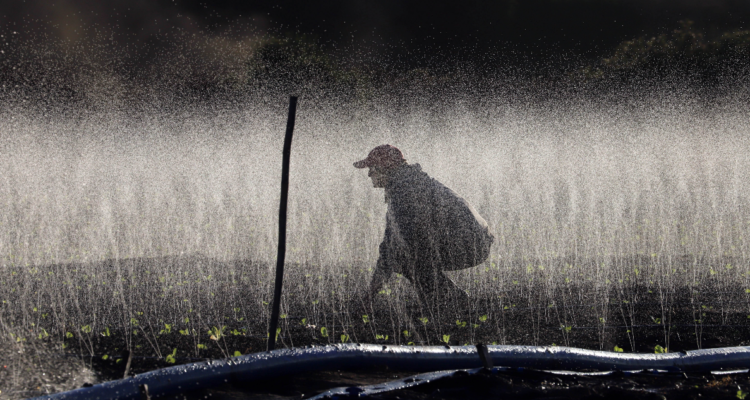 Proponen que aguas de duchas y lavamanos filtradas se puedan usar en agricultura: ¿qué se podrá regar?