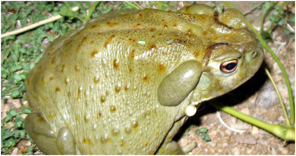 Revelan comercio de animales silvestres en la “Dark Web”
