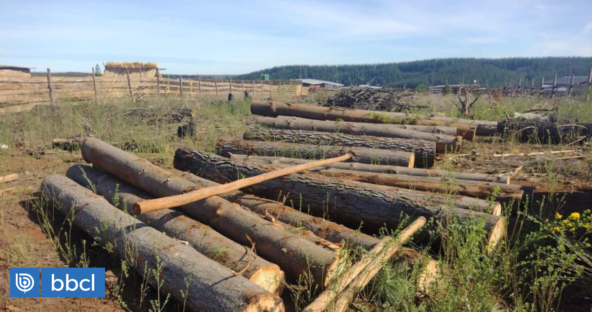 Cuatro Personas Son Detenidas Por Robo De Madera Desde Predio Forestal