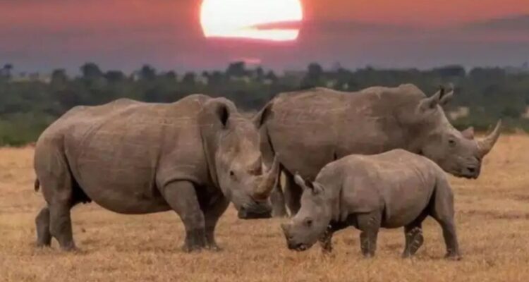 Subastan la granja de rinocerontes más grande del mundo: por qué y cuál es su valor