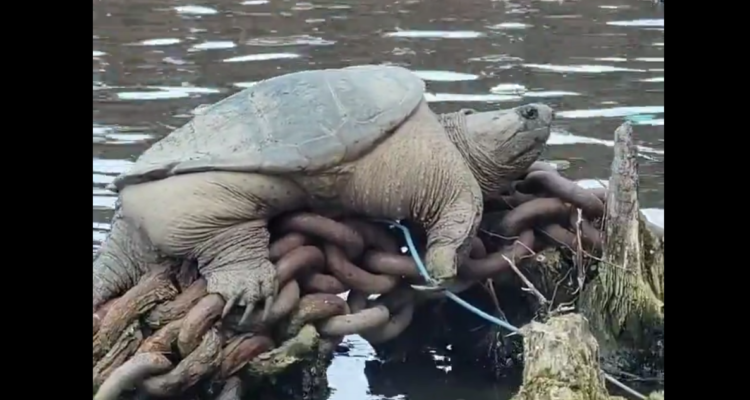 Una captura del video de la tortuga “chonkosaurus” en EEUU.