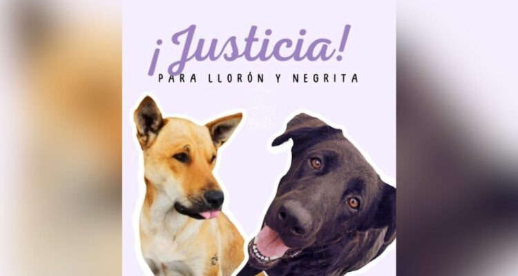 U. del Alba desvincula a 4 funcionarios y suspende a vicerrector tras denuncia por matanza de perros