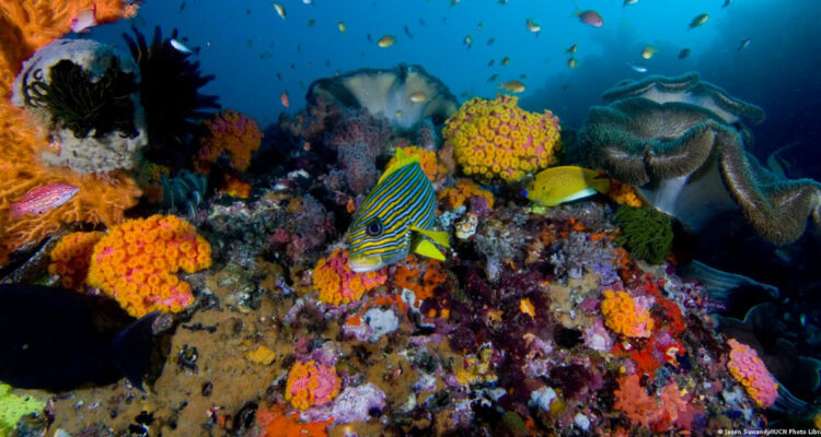 Científicos descubrieron más de 5.000 nuevas especies en aguas profundas ‘vírgenes’ en la Clarion-Clipperton Zone del Océano Pacífico, pero pronto podrían desaparecer por la explotación de minerales.