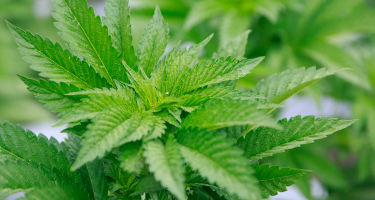 Absuelven a paciente TDA por cultivar marihuana para fines medicinales en Coyhaique.