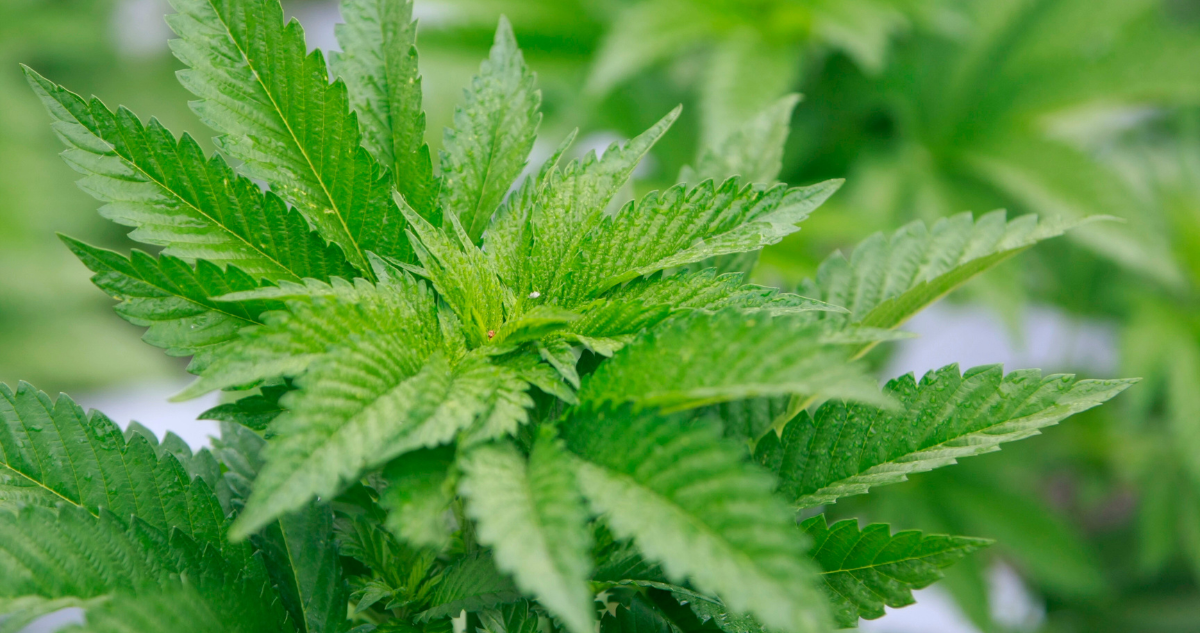 Absuelven a paciente TDA por cultivar marihuana para fines medicinales en Coyhaique.