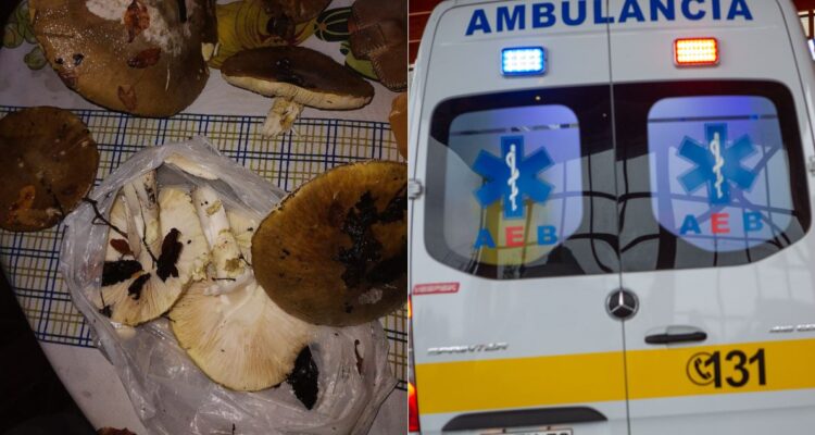 adolescente-muere-tras-comer-hongos-silvestres-en-hualqui-su-familia-tambien-consumio.