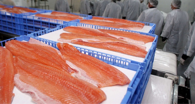 antibióticos salmón chile