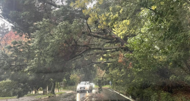 árbol San Pedro Paz
