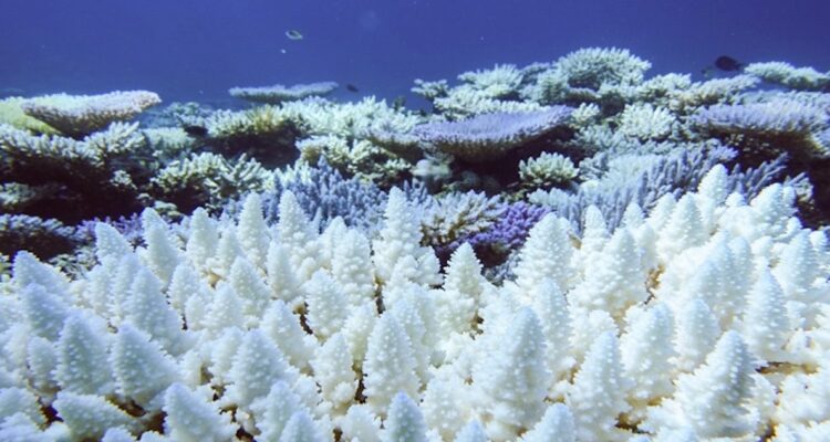 ecosistema en australia