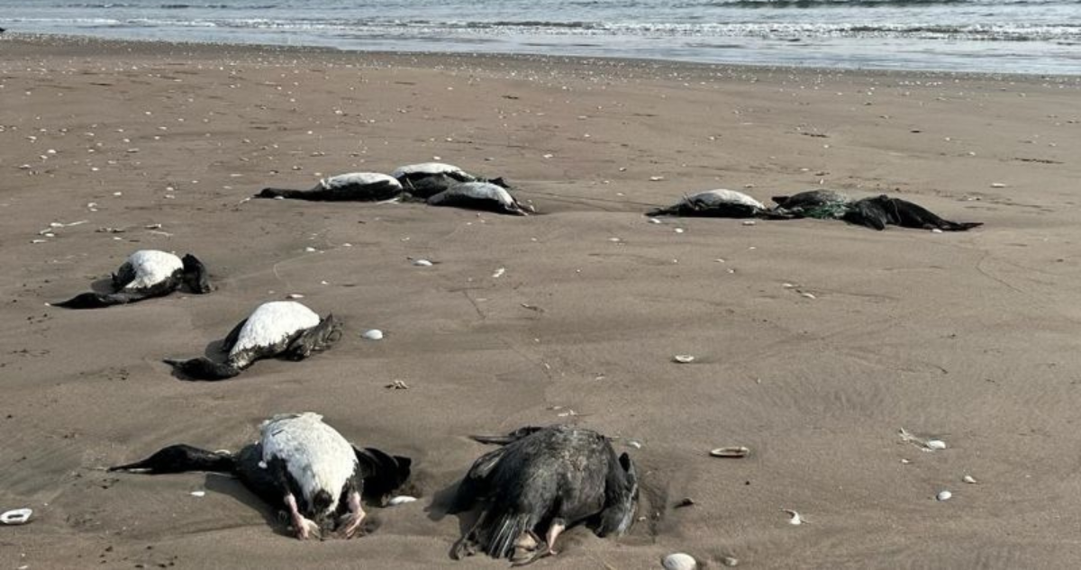 aves muertas