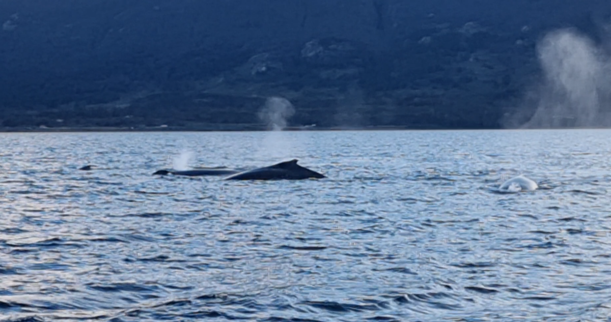 Una fotografía de las ballenas jorobadas en el Canal Beagle.