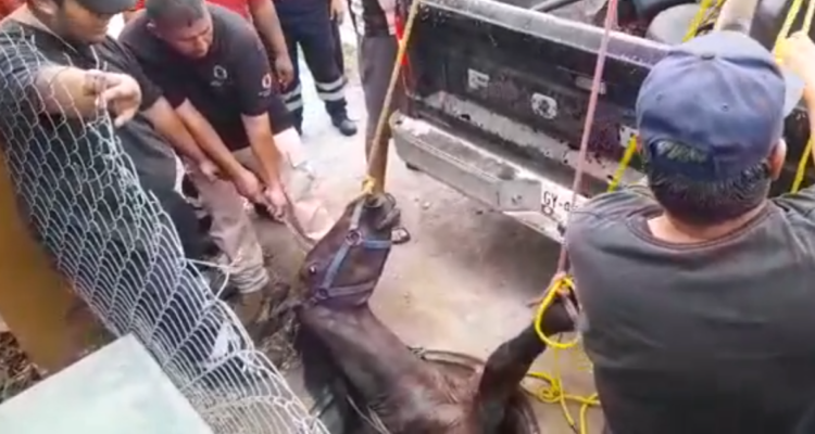 Caballo rescatado de alcantarilla