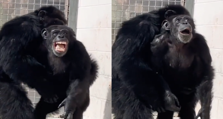 capturas del momento cuando chimpancé conoce y ve por primera vez el cielo