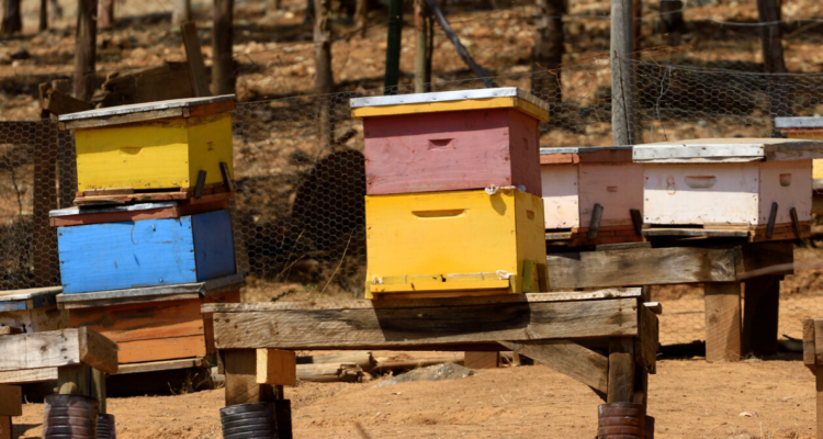 “Todo se perdió”: más de 3000 colmenas terminaron destruidas por inundaciones en zona centro sur