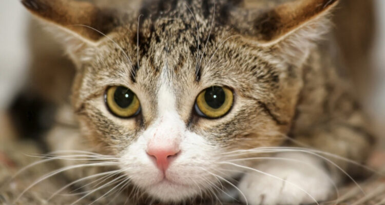 Cómo reconocer y ayudar a un gato estresado