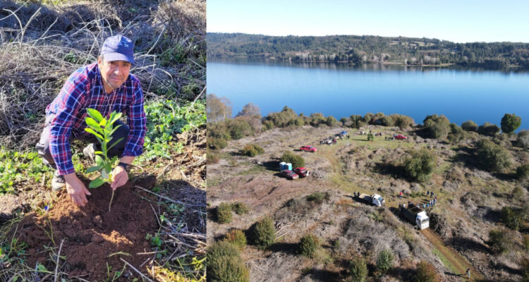 Comunidades mapuches restauran 30 hectáreas de la orilla del lago Lleu Lleu