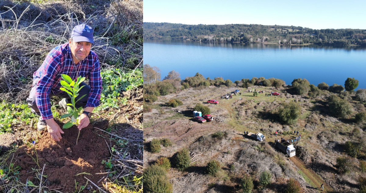 Comunidades mapuches restauran 30 hectáreas de la orilla del lago Lleu Lleu