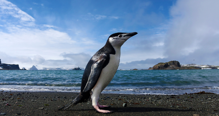 Con foco en el mar Antártico: Senado celebrará Día Mundial de los Océanos con invitados especiales.