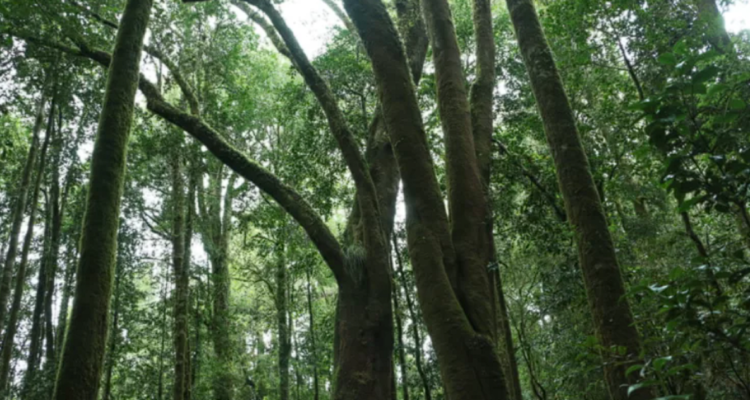 Concejal acudirá a Contraloría por 16 árboles talados “por error” en Osorno: sólo debían ser podados