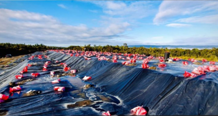Avanza estudio para retirar basura de relleno Puntra de Ancud: residuos se recibirían en Collipulli