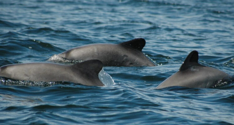 Día Mundial de los Océanos | Tres especies de delfines peligran en la Patagonia por tráfico marítimo
